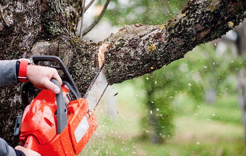 Tree Removal Services: A Complete Guide to Safe and Efficient Tree Care